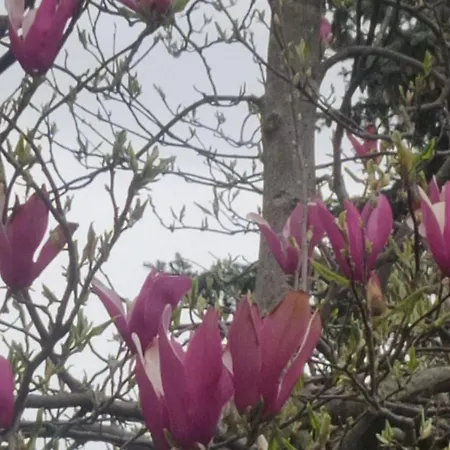 Sofija Banja Koviljača